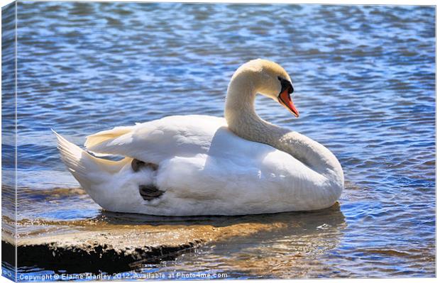 Lovely Mute Swan Canvas Print by Elaine Manley