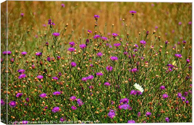 Wildflower Meadow Canvas Print by Elaine Manley