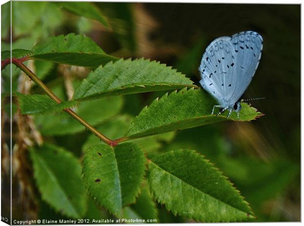Spring Azure Butterfly Canvas Print by Elaine Manley