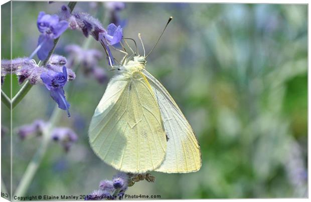 Cabbage White Butterfly Canvas Print by Elaine Manley