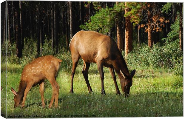 Mother and Baby Elk in Alberta Canad    Animal Canvas Print by Elaine Manley