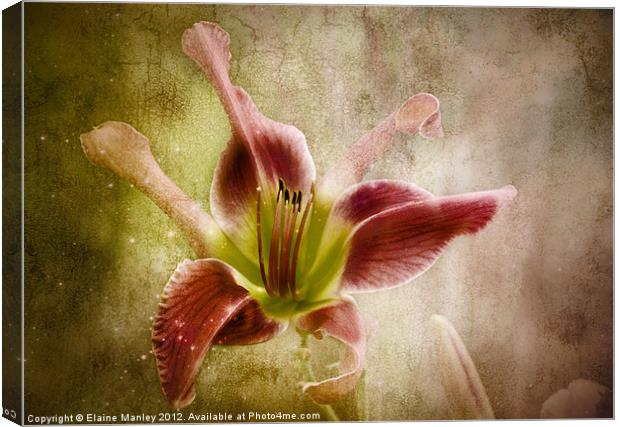 Day Lily Beauty Flower Canvas Print by Elaine Manley