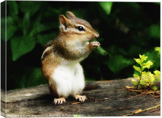 Chipmunk in Nature    Animal Canvas Print by Elaine Manley