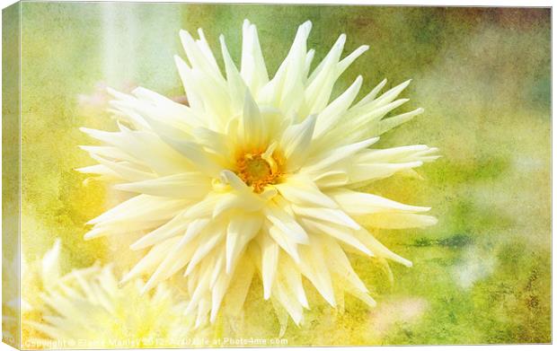 Yellow Flower Beauty Canvas Print by Elaine Manley
