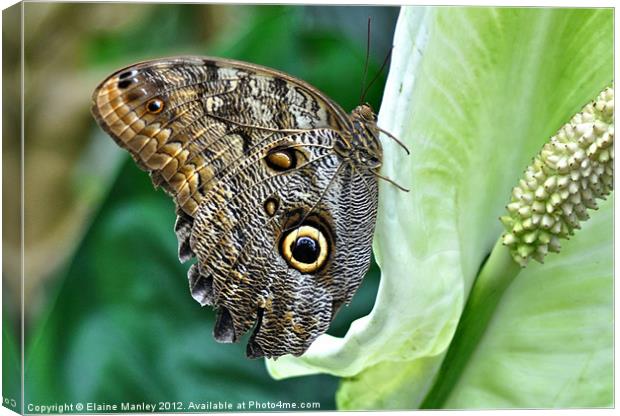 Owl Butterfly Canvas Print by Elaine Manley
