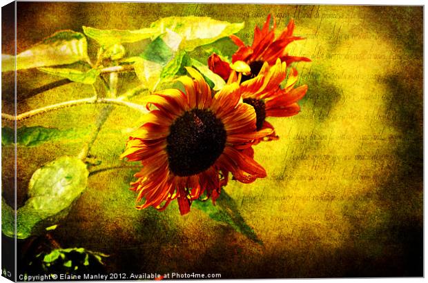 Sunflowers Lament Canvas Print by Elaine Manley