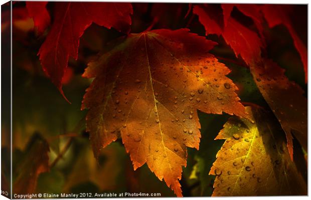 Autumn Maple Leaves Canvas Print by Elaine Manley