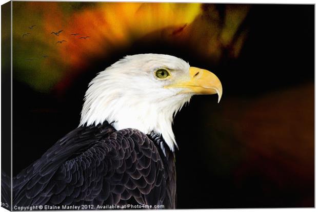 Eagle Canvas Print by Elaine Manley