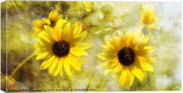 Sunflowers Canvas Print by Elaine Manley