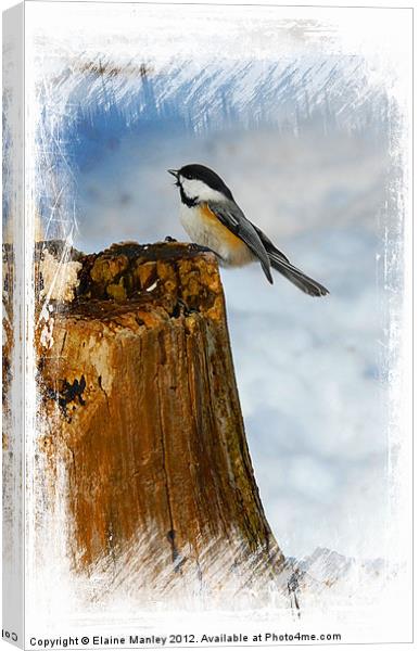 Winter Visitor Canvas Print by Elaine Manley