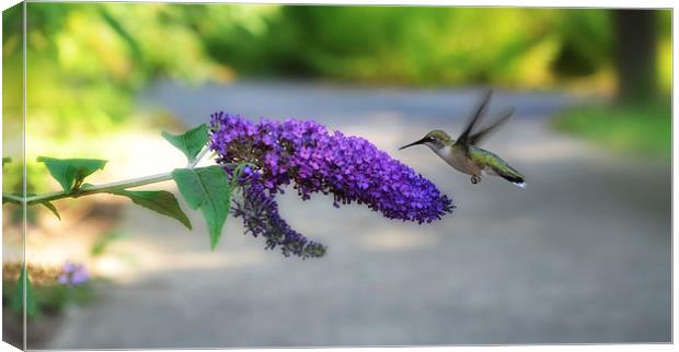 Hummingbird Canvas Print by Elaine Manley