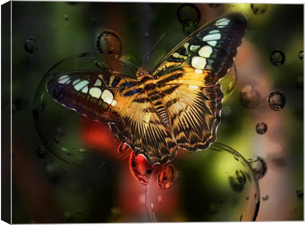 Butterfly and Bubbles Canvas Print by Elaine Manley