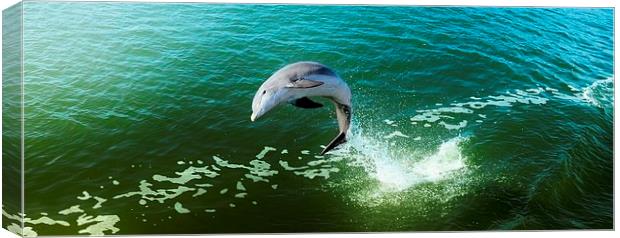 Jumping Dolphin Canvas Print by Elaine Manley