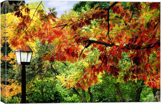 Autumn Oak Canvas Print by Elaine Manley