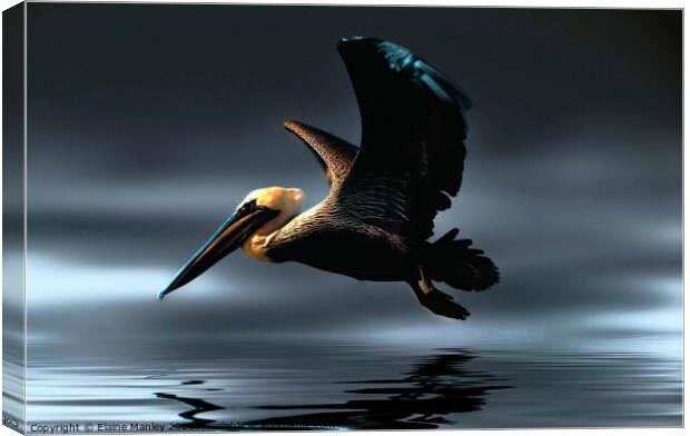 Pelican Canvas Print by Elaine Manley