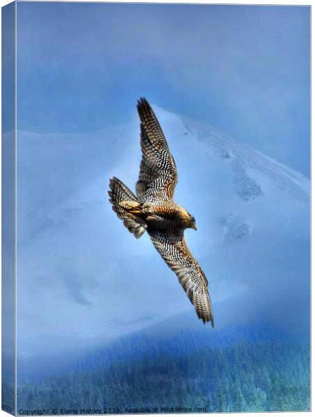 Peregrin Falcon... Soar over the mountains and tre Canvas Print by Elaine Manley