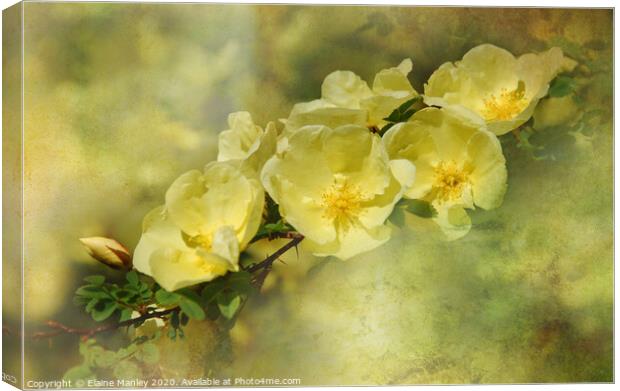 Yellow Roses Canvas Print by Elaine Manley