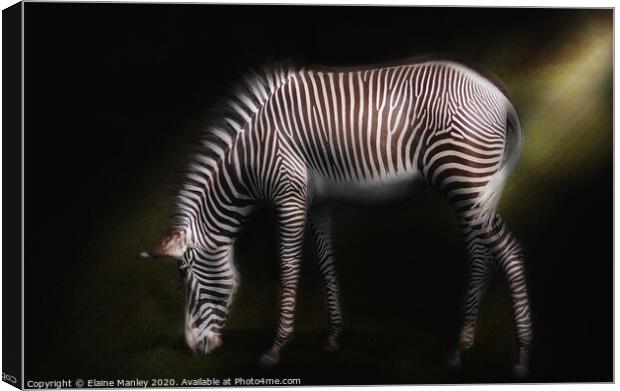 Zebra Canvas Print by Elaine Manley