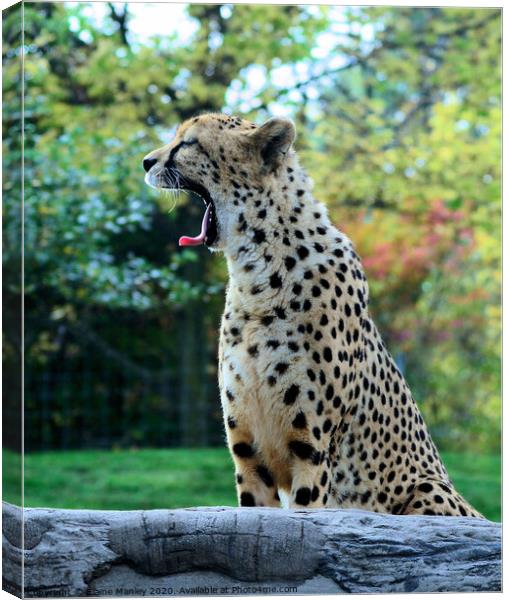 A Cheetah Yawn Canvas Print by Elaine Manley