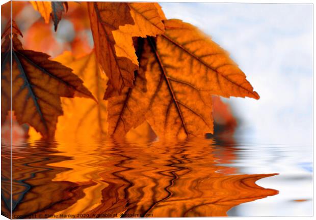   misc    Autumn Leaf Reflecions Canvas Print by Elaine Manley