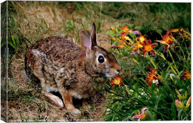 The Rabbit and Flowers Canvas Print by Elaine Manley