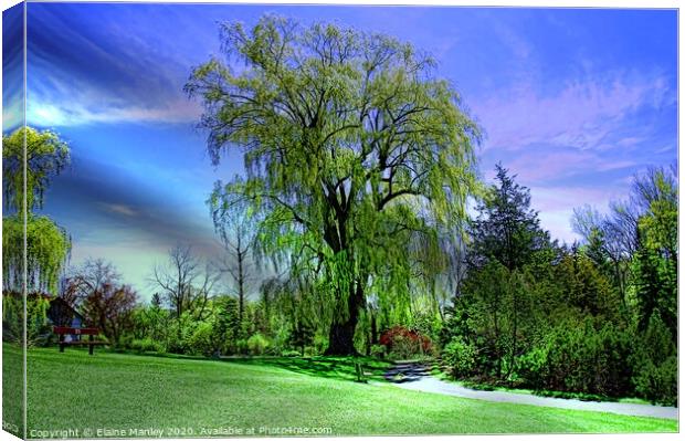 Weeping Willow Trees Canvas Print by Elaine Manley