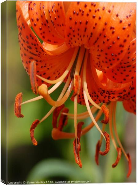Orange Day Lily Canvas Print by Elaine Manley