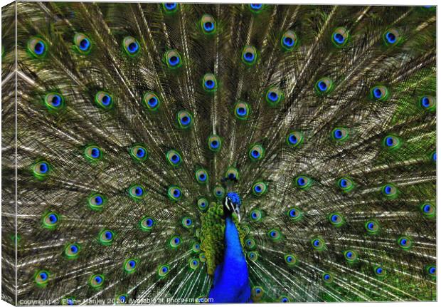 Peacocks Feathers Canvas Print by Elaine Manley