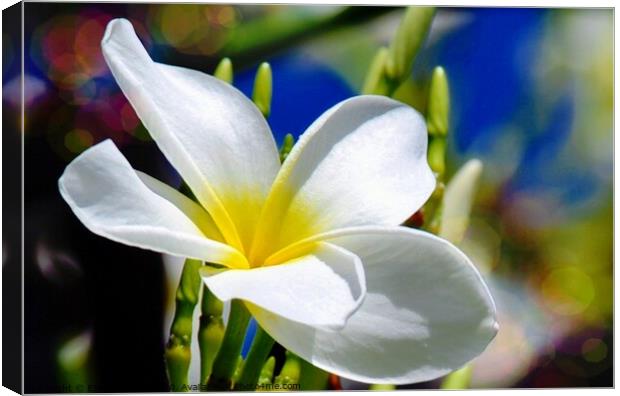 The beautiful Plumeria flower Canvas Print by Elaine Manley