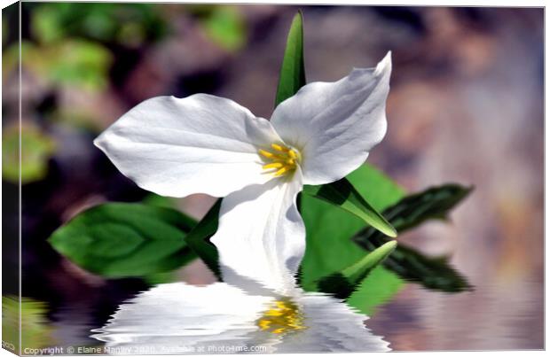  Spring White Trillium flower Canvas Print by Elaine Manley