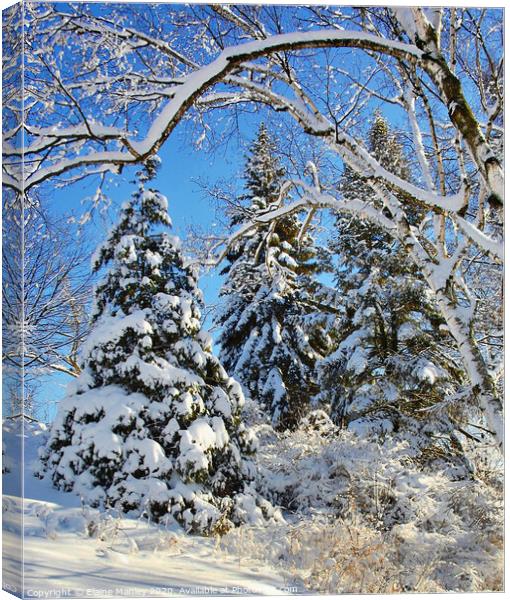Snow Covered  Canvas Print by Elaine Manley