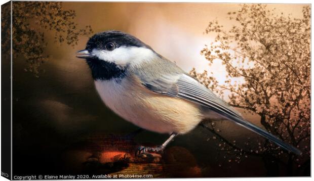  Black Capped Chickadee Canvas Print by Elaine Manley