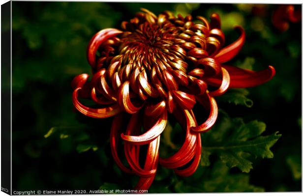 Deep Red Chrysanthemum     flower Canvas Print by Elaine Manley