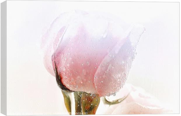 Winter Rose flower  Canvas Print by Elaine Manley