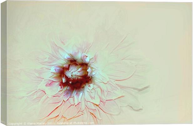 Pastel Flower Canvas Print by Elaine Manley