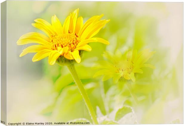 Sunshine on a Cloudy Day flower  Canvas Print by Elaine Manley