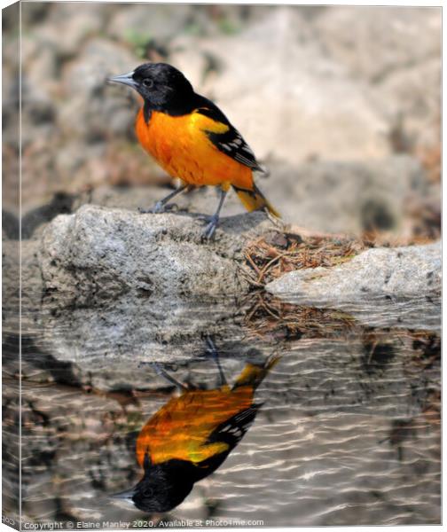Baltimore Oriole Canvas Print by Elaine Manley