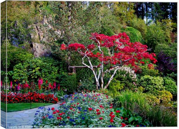 Butchart Gardens , Victoria Canada Canvas Print by Elaine Manley