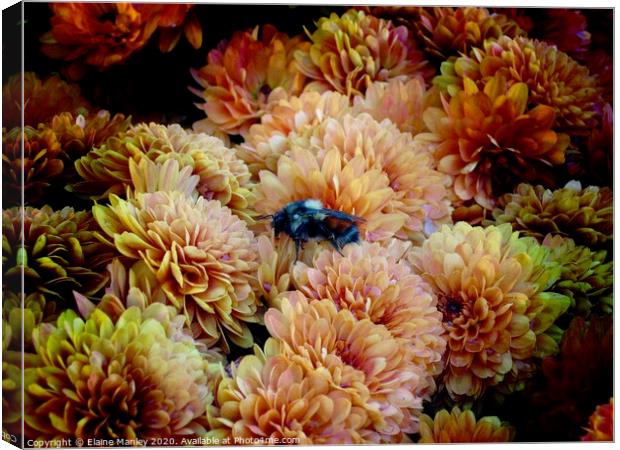 Bee in the Chrysanthemum flowers  Canvas Print by Elaine Manley