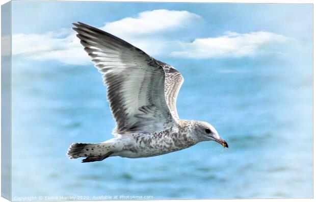 Gull in Flight Canvas Print by Elaine Manley