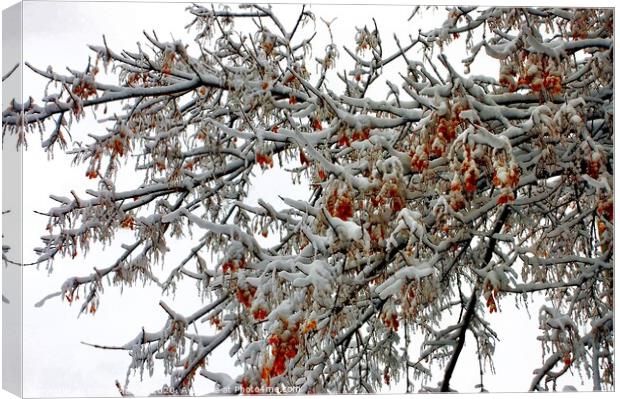Snow Topped Tree with Berries Canvas Print by Elaine Manley