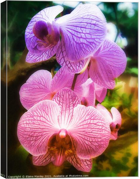 Rainbow Orchids ...flower  Canvas Print by Elaine Manley