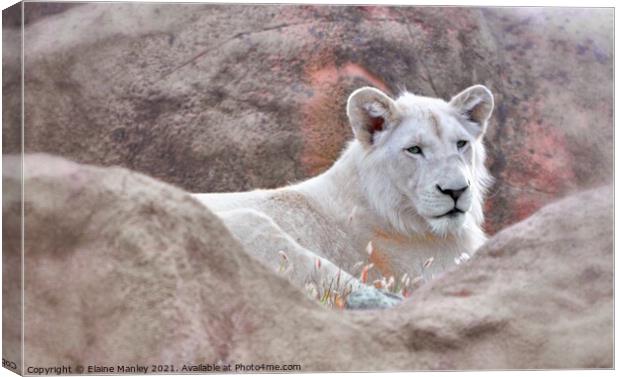 White Lion Canvas Print by Elaine Manley