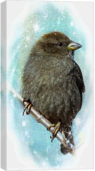 Little Sparrow in Winter Canvas Print by Elaine Manley