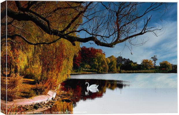 Autumn Swan  Canvas Print by Elaine Manley