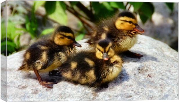  Mallard Ducklings drying off in the sun Canvas Print by Elaine Manley