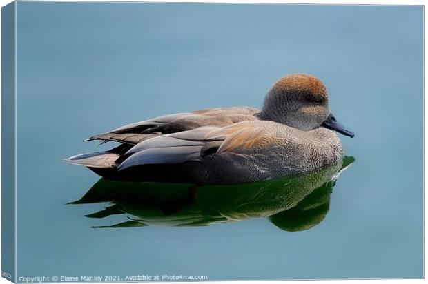 Male Gadwell duck Canvas Print by Elaine Manley