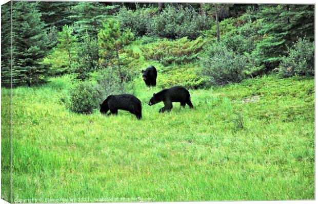 Black Bears in the Wild Canvas Print by Elaine Manley