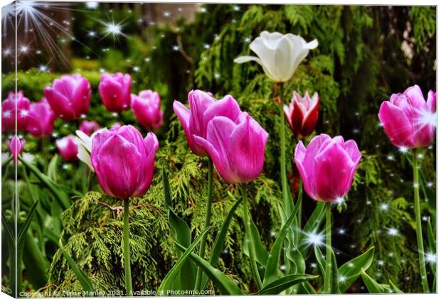  Spring Tulip Sparkle    .. flower  Canvas Print by Elaine Manley