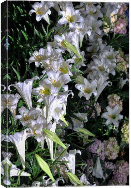 Easter Lillies  Canvas Print by Elaine Manley
